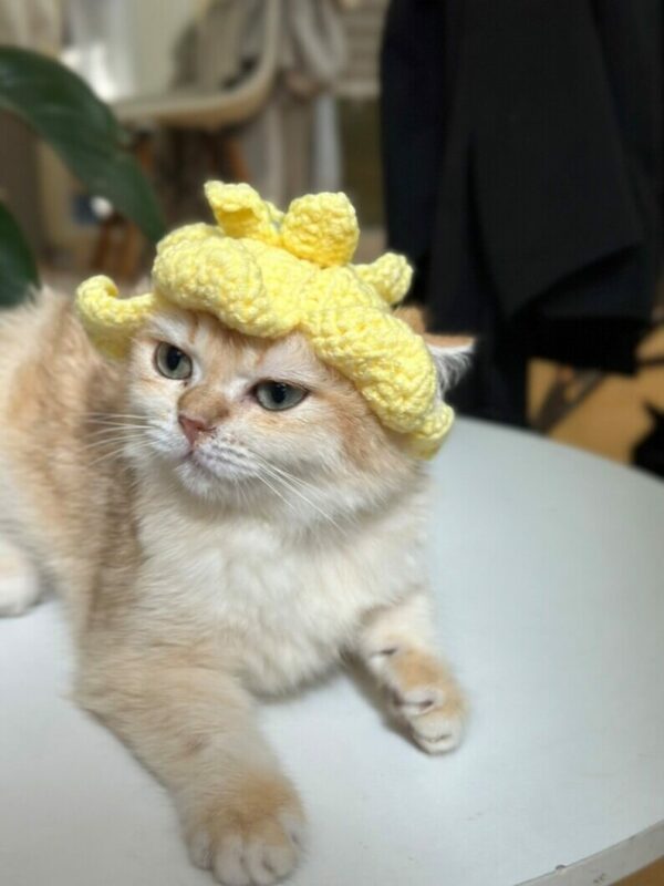 : Flower Fairy Hat, Hat For Cat, , Cat Crochet, Crochet For Pet, Pdf Instant Download Crochet Pattern PDF