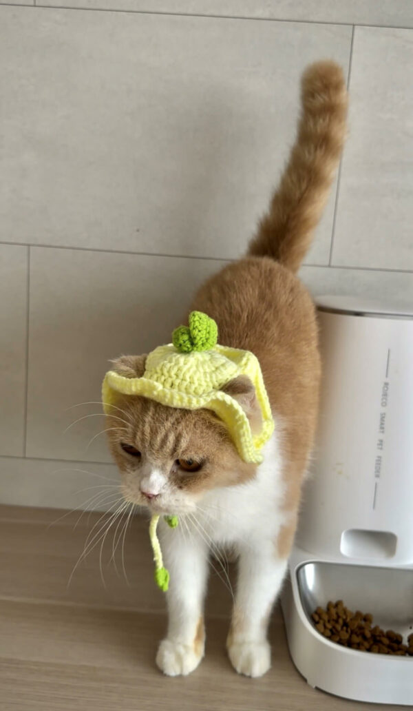 : Lemon Hat For Cats, Pdf Pattern For You, Pattern To Crochet A Cat Lemon Hat,  For Cat Lovers Crochet Pattern PDF